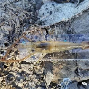 ���r�B(y��ng)ֳ����Ȼ���пɞ�