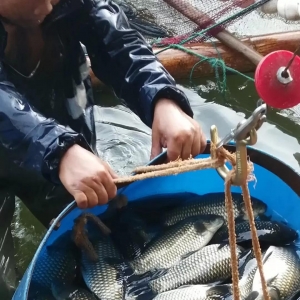 ����a�~�ٵ�0.5Ԫ/����K�a�~�s���F���з���