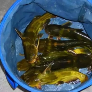 �����Ե��r���S��~�ֱ���1.5Ԫ/��