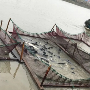 ���~�B(y��ng)ֳ��ӯ����ģʽ��ֵ�ÌW(xu��)��(x��)