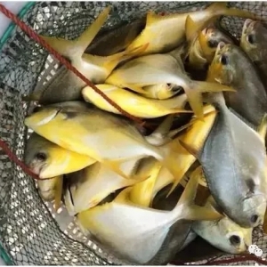 �����ќu���x�ѳɳ����Bֳ���K�~��������