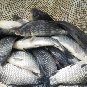 �a�~����ʬF�ϝqڅ�ݣ����K��ߝq���_��1.2Ԫ/��