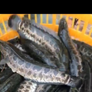 ���҇�Ұ��챻�ԳɞlΣƷ�N���@�l�~�������飡