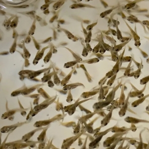 ����ֵ�0.3Ԫ/��V�������ϝq�������_���~һ�܃r���������