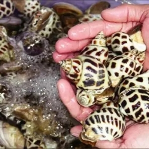 50Ԫ/�������30%-40%���@�����S���BֳƷ�N��Ҫ�˽�һ��