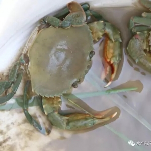 40�f�����{�����Ј������γ������ռ���șC