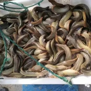 ������1-3�f�����q�Bֳ�M�볬���ܶȕr��