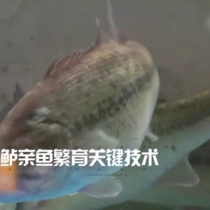 ��ں��|�����P�IҪ�c����