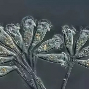 ˮ�a�؂䣡�~�Ҋ�����x��R����һ�󲨸���D�V����