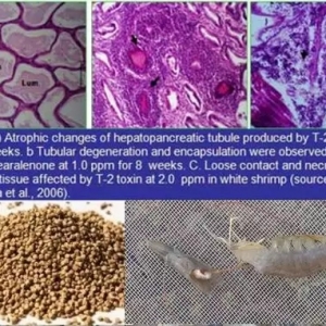 ���裡ˮ�a�Bֳ�o�Ě��֣�������