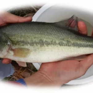 �A�е؅^(q��)�����|��Ч�B(y��ng)ֳ���g(sh��)̽ӑ