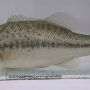 ���˼����|���@Щ�|�~Ʒ�N���J(r��n)�ò���