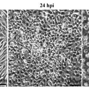 �Z�~�D����ˮ�|�������������μ��g�������ϣ�