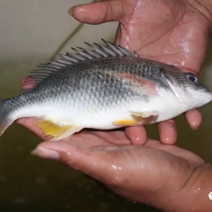 ��ϲ���麣�н𞳅^(q��)�@�u���Ї��S���~֮�l(xi��ng)��