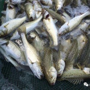 ����ƽ�⣬�麣���|�r(ji��)��ַ�(w��n)