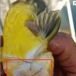 �S��~�����������������օ^�������𲽺��D