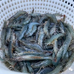 ���������r���S���Bֳ�����B�r�����쳬5000�ﮀ�a��100%�ɹ�����ô������