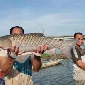 ������3.4Ԫ/����~�����^�v�u����β��