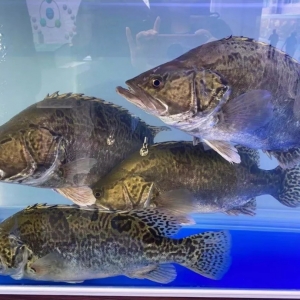 �����һ��(g��)������2019����Z�~�a(ch��n)�I(y��)�����(hu��)�뵽�Ă�(g��)�֣�