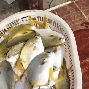 ���K�~ȫ���h�t���r(ji��)���2019��2020��