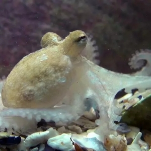 ��һ�l���~��ȡ���ش�ͻ�������M���޴��Bֳ�����o�F��