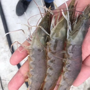 2019��1��18�Ռ��r���^�r��һ�����鲥��