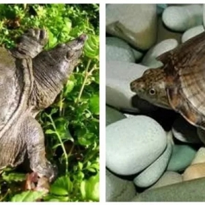 ��һ�����f�������I���Y�|���Bֳ�И˜ʵ�ǧ�|Ԫ�˹��Bֳ���M�aƷ��������Ұ���������