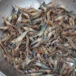 ���鮔�£������_�����r���a�F�r���lչ����