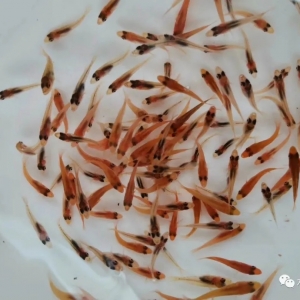 �Ј����¡�؛��ʯ���~�Įa�I�C�������