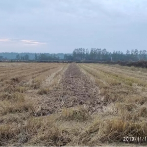 �_��С���r�B(y��ng)ֳ�ܴ죬�@Щ���ӡ�ǧ�f�����ٲ�