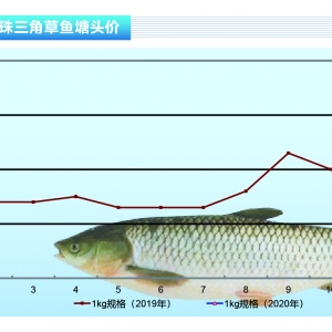 ���~�����������ϝq�����������Բ����^������ˮ�aǰ�ء�2020��2�¿��Ј�څ��