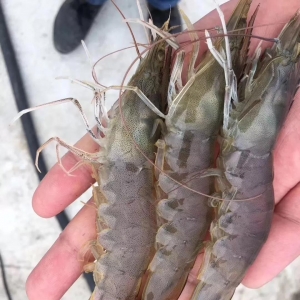 ȱ�r���r�r�ָߝq4Ԫ/�