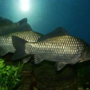 2020�꽭�Kˮ�a(ch��n)�B(y��ng)ֳ�C���������������h