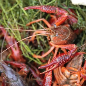 ��������Ρ��A����(zh��n)3-4���B(y��ng)ֳ�P(gu��n)�I�ڣ�