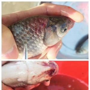 �a�~(y��)�~(y��)�N��Ҏ(gu��)ģ�l(f��)��Ҫ���̎����