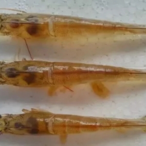 ���裬�������r��ʲ����󱩰l(f��)