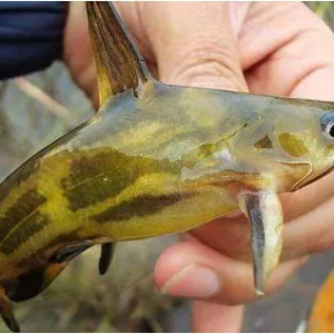 �S��~����u��14.5Ԫ/�������5Ԫ/�