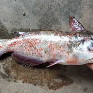 ���c(di��n)��β�t�c����Ѫ�Y��ESC�����A(y��)���c̎��