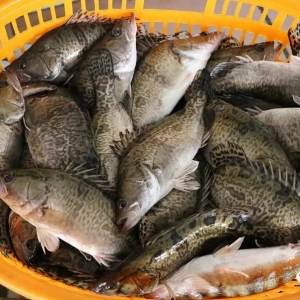 2020��4��27���Z�~һ�����^�r�����鲥��