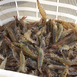 �r�r��߱���11Ԫ/����У���һ�r�r���i