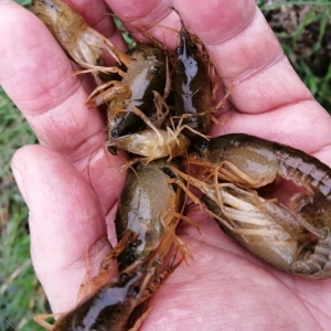 �r�籩����ϡ���ѳ��������P�A���ęC�������