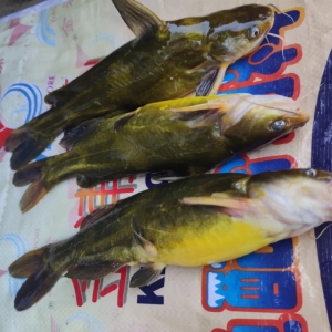 ����ȱ�~���S��~ȫ����Ҋ�vʷ���q