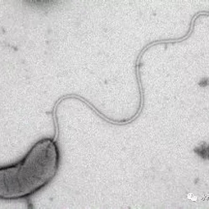 �������������ˣ��Bֳ�r�Ì��ˣ�����Ч��