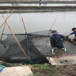 ��һ���B(y��ng)��2����ٍ8�f�����a(ch��n)11600�