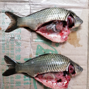 �����đ�C���������ǰ2��(g��)�±��l(f��)��