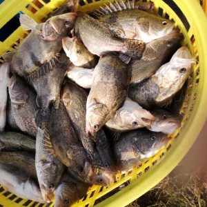 ���£�12����D�B(y��ng)1���Z�~����ô����D��ȥ�ă���