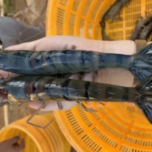 �߹����r�@ô���ᡱ����ԓ��ô�B��