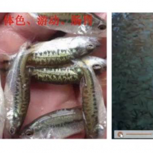 đ֭���ڼ����|�ϵ��о��c���á�������ֱ���n����