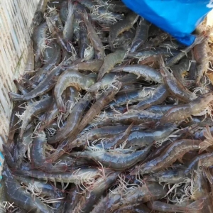 ���ˌ��r�B(y��ng)ֳ�y�}���B(y��ng)�r�������ɳ�3�fԪ��