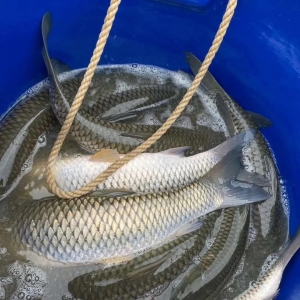 ���ȱ�~��ȫ�����~������m���l��